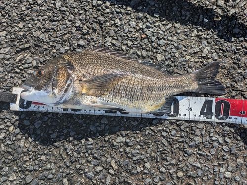 若洲海浜公園海釣り施設