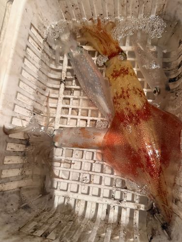 ケンサキイカの釣果