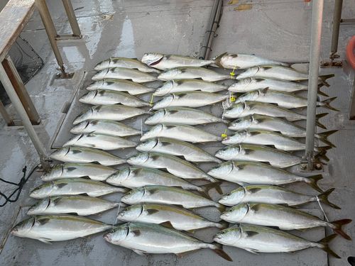 ブリの釣果