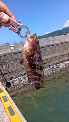 キジハタの釣果