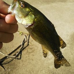 ラージマウスバス