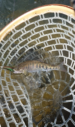 ヤマメの釣果