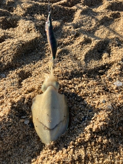 コウイカの釣果
