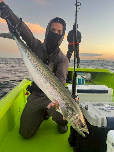 サワラの釣果