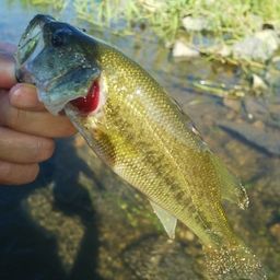 ラージマウスバス