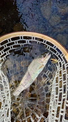ニジマスの釣果