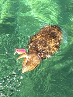コウイカの釣果