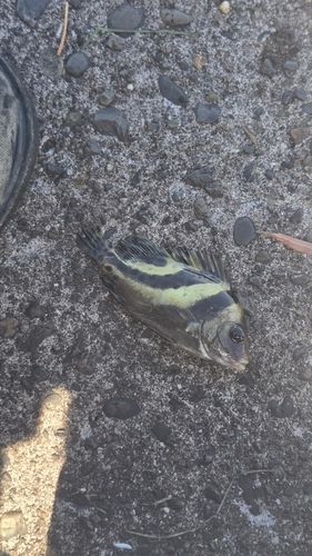 木更津沖