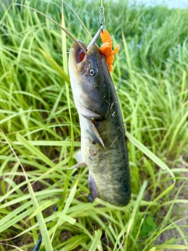 ナマズの釣果