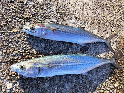 サゴシの釣果