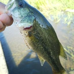 ラージマウスバス