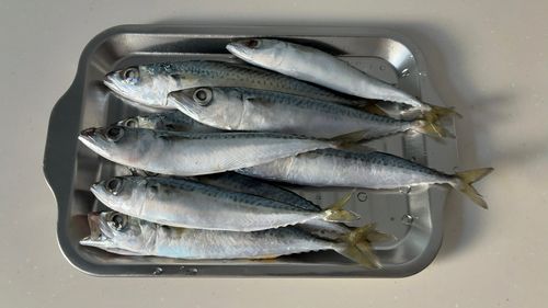 大槌湾