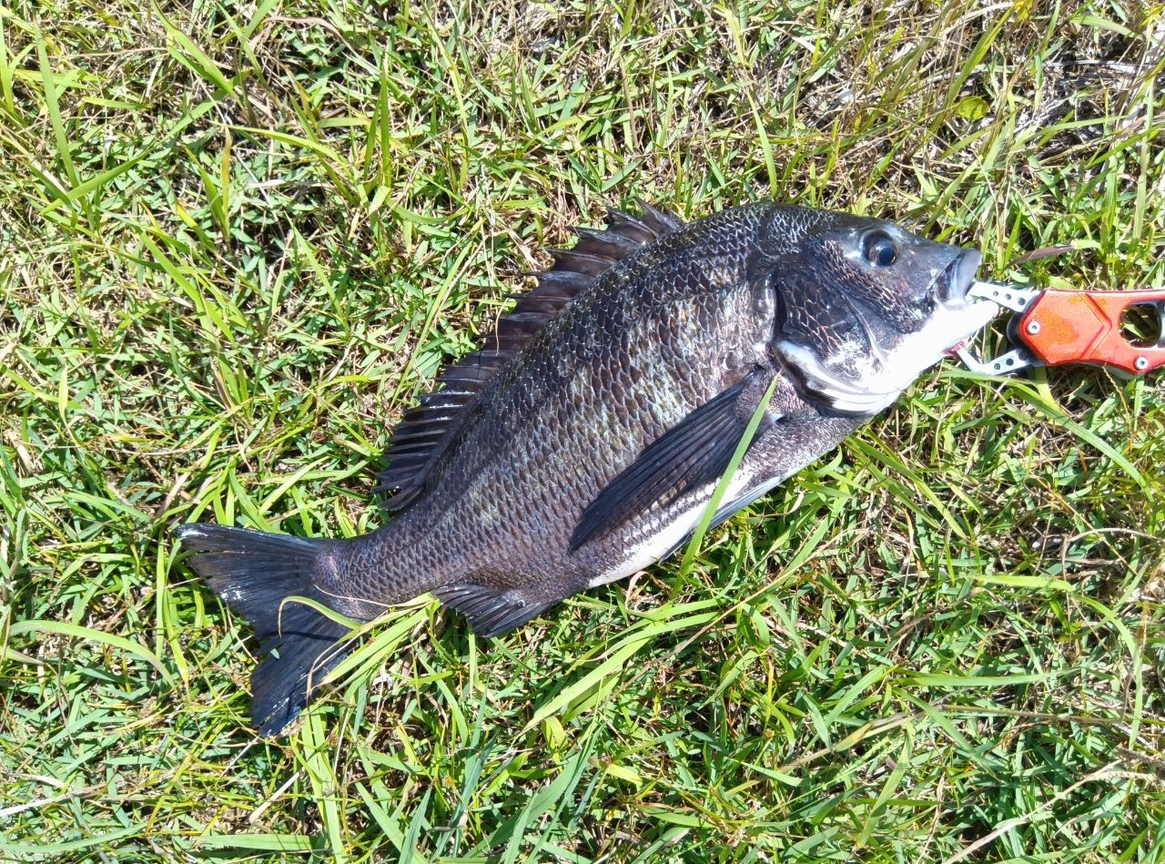クロダイ