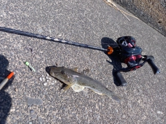 ハゼの釣果