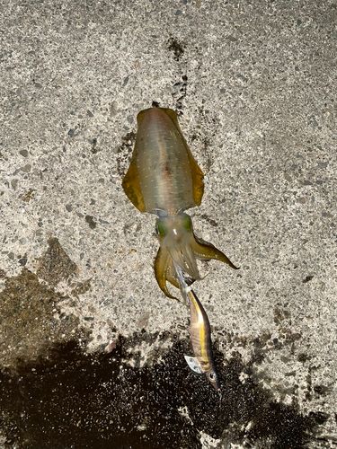 アオリイカの釣果