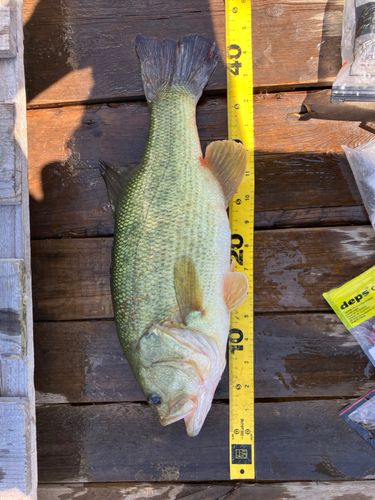 ラージマウスバスの釣果