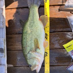 ラージマウスバス