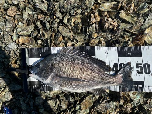 クロダイの釣果