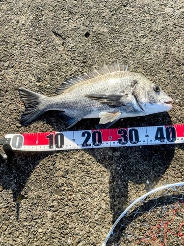 チヌの釣果