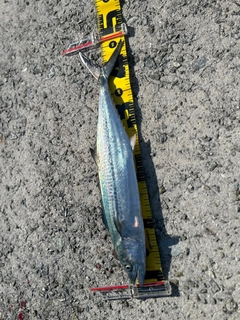 サゴシの釣果