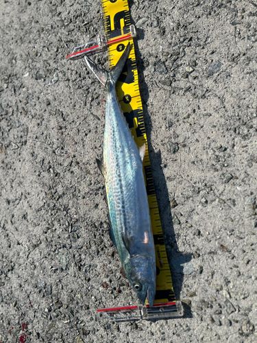 サゴシの釣果