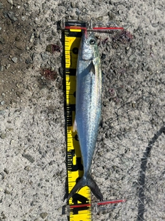サゴシの釣果
