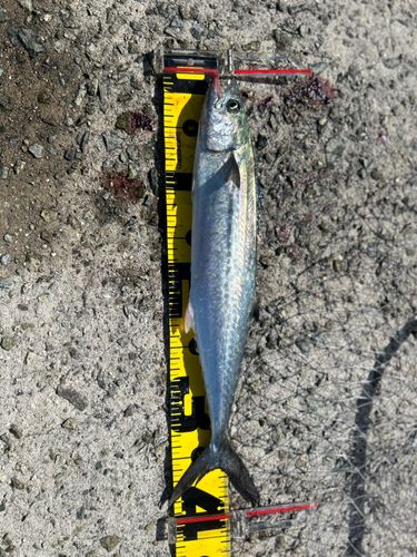 サゴシの釣果