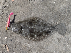 ヒラメの釣果