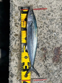 サゴシの釣果