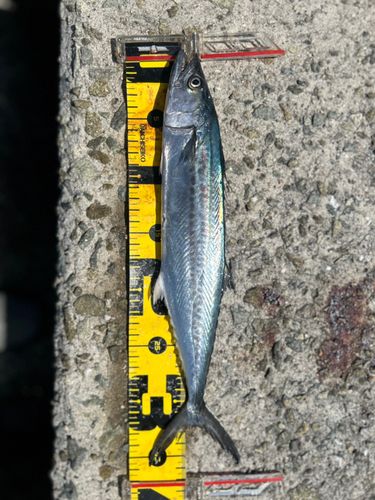 サゴシの釣果