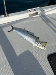 サワラの釣果