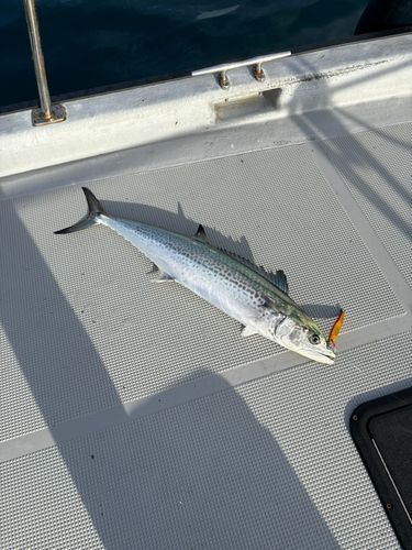 サワラの釣果