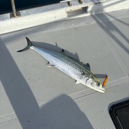 サワラ