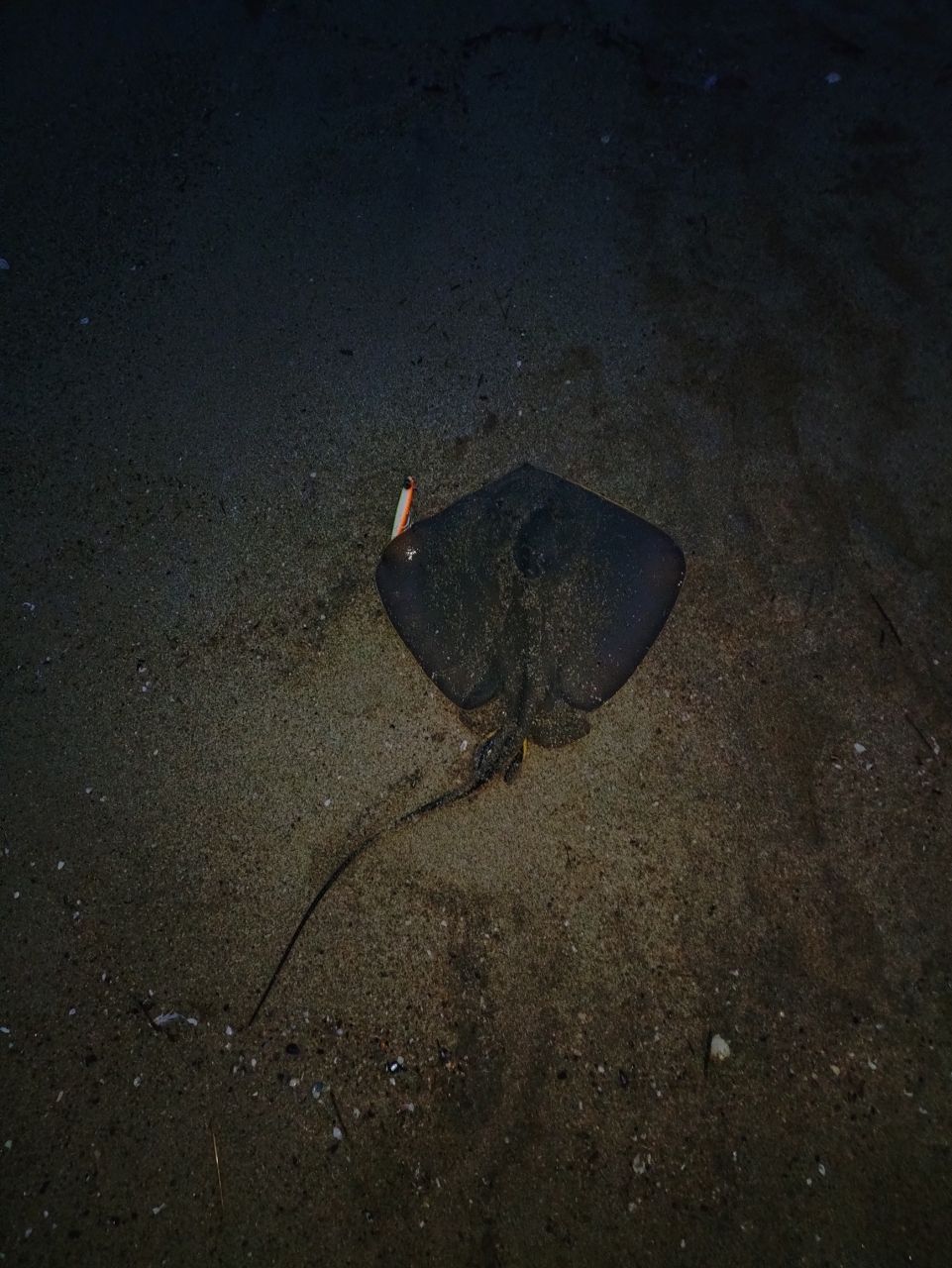 アカエイ