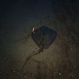 アカエイ
