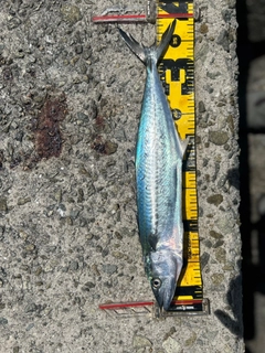 サゴシの釣果