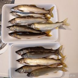 アユ