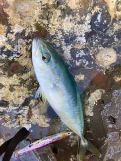 コゾクラの釣果