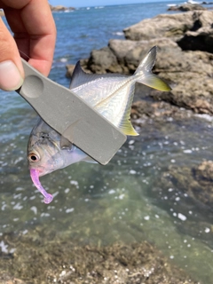 オニヒラアジの釣果