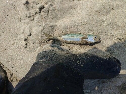 サバの釣果
