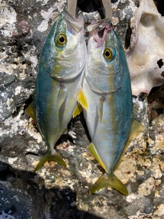 コゾクラの釣果