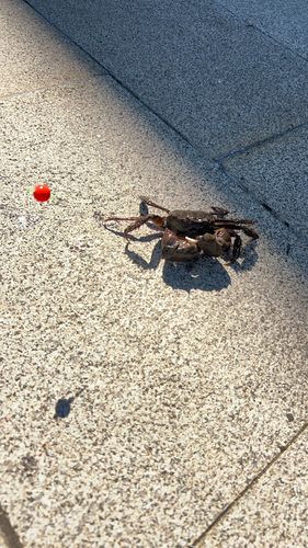 モクズガニの釣果