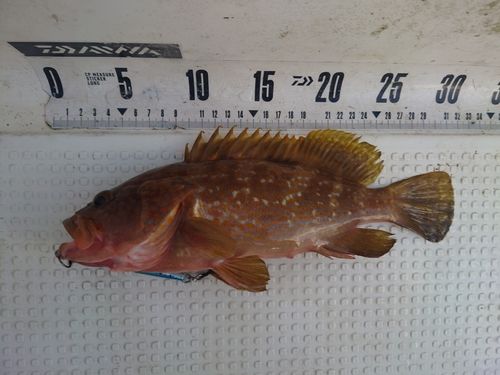 キジハタの釣果