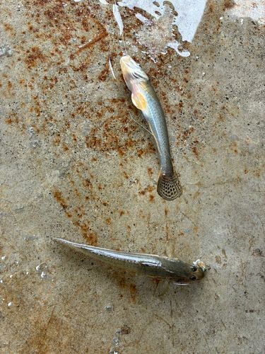 ハゼの釣果