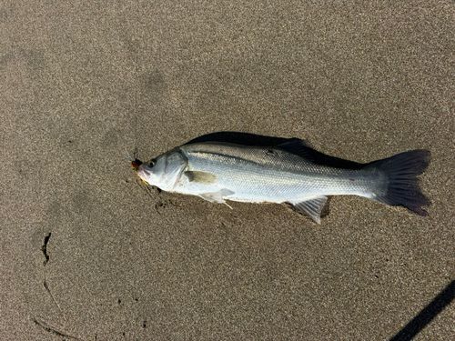 鹿島灘