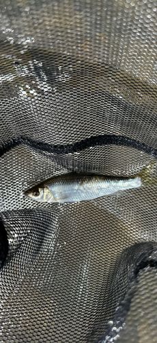 オイカワの釣果