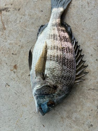 チヌの釣果