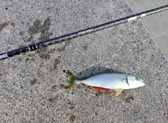 ワカシの釣果