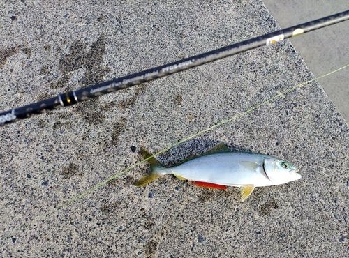ワカシの釣果