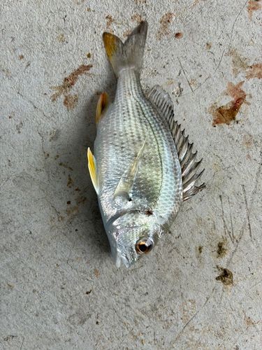 キビレの釣果